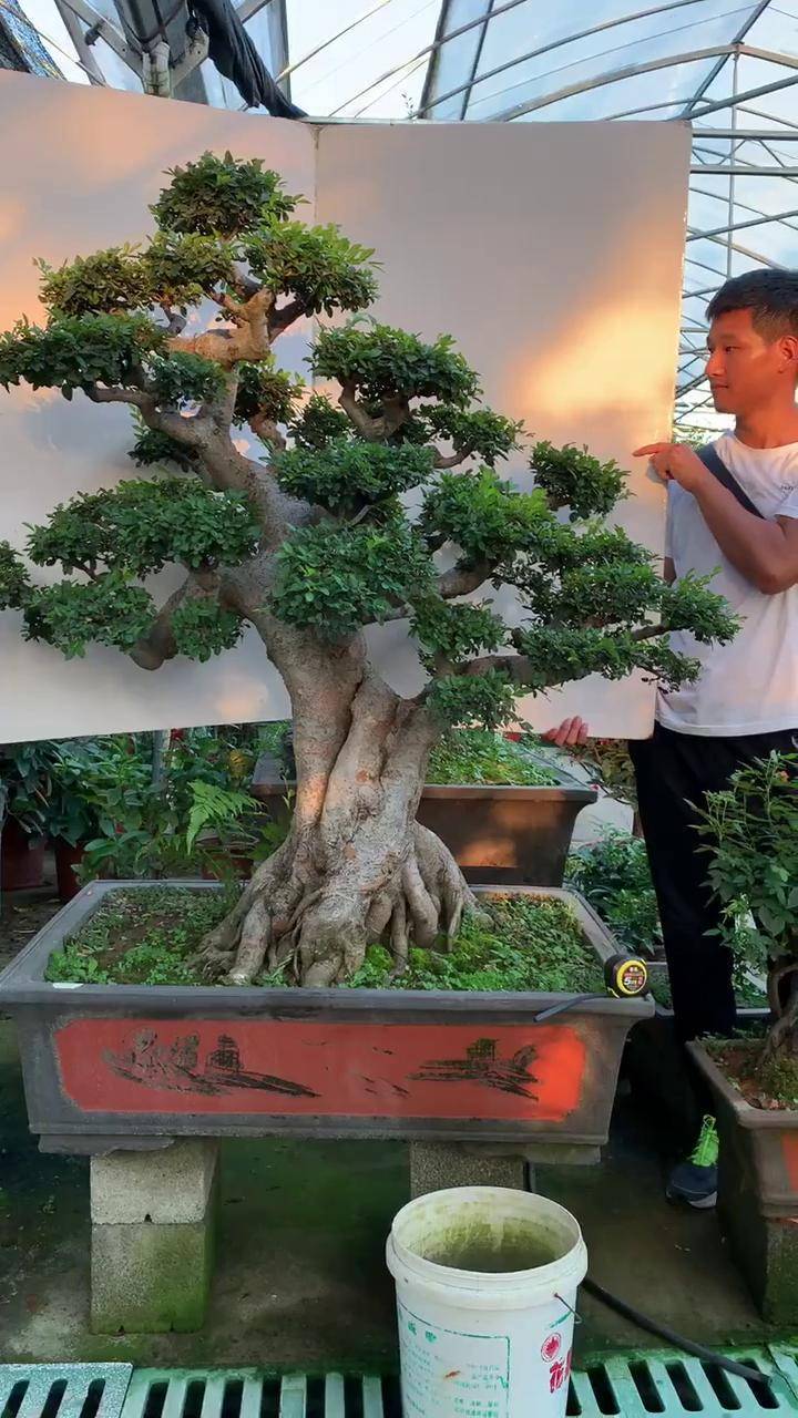 大型榆树盆景霸气十足庭院别墅首选