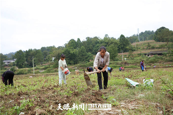 【四新四化蹲點採訪】綏陽縣茅埡鎮:秋種正當時,蔬菜種植忙