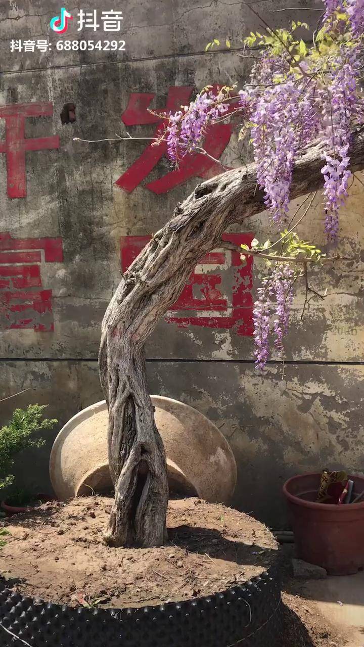 庭院紫藤老桩喜欢的来