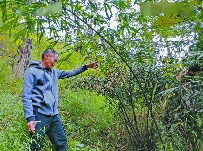 重返壮乡十余载 植物界大熊猫 苏铁在德保迎新生 动植物 全网搜