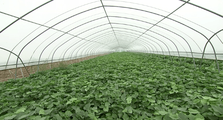 大棚种红薯能挣钱吗农博士说