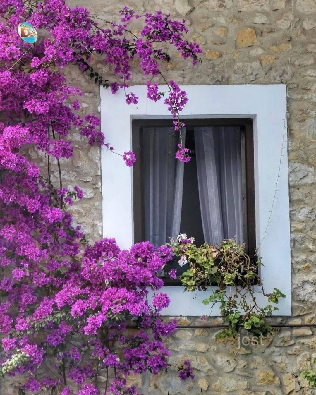 窗外,鲜花盛开!