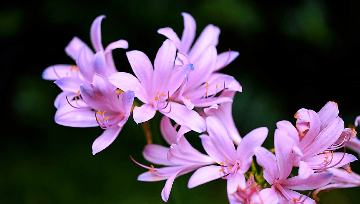 摄影欣赏:《换锦花》