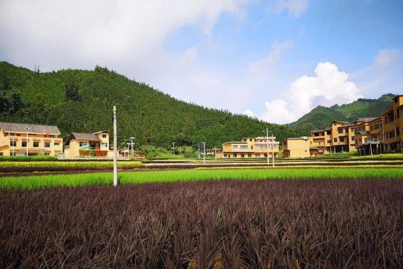 乡游黔中册亨县高峰村│风吹麦田千层浪美丽乡村入画来