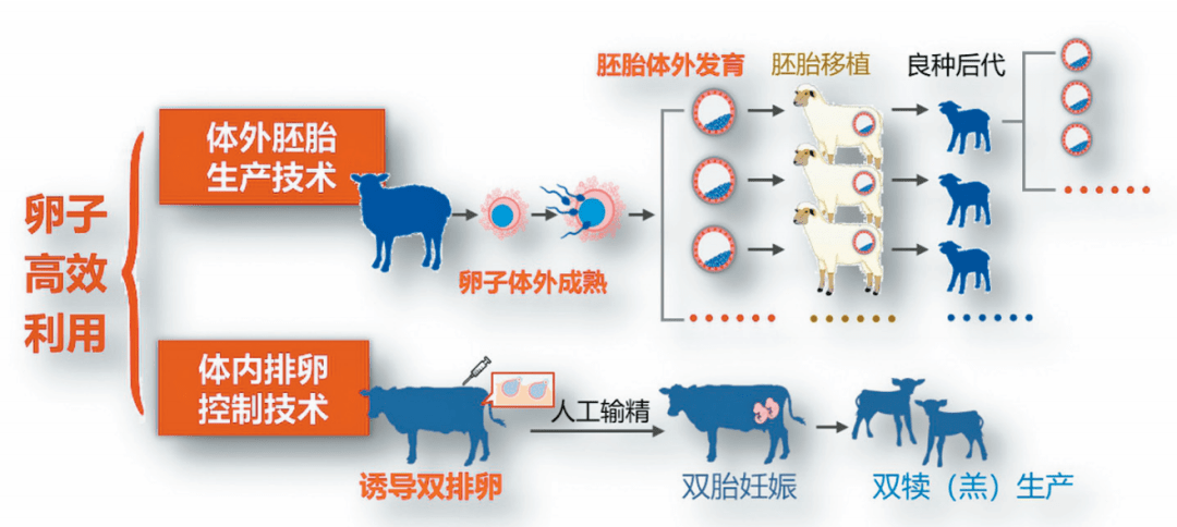 独创了卵子细胞核 