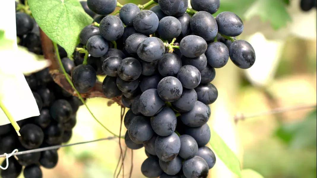 永乐"冬晚秋"葡萄据永乐乡水塘村村支书龚道祥介绍,今年,全乡的葡萄