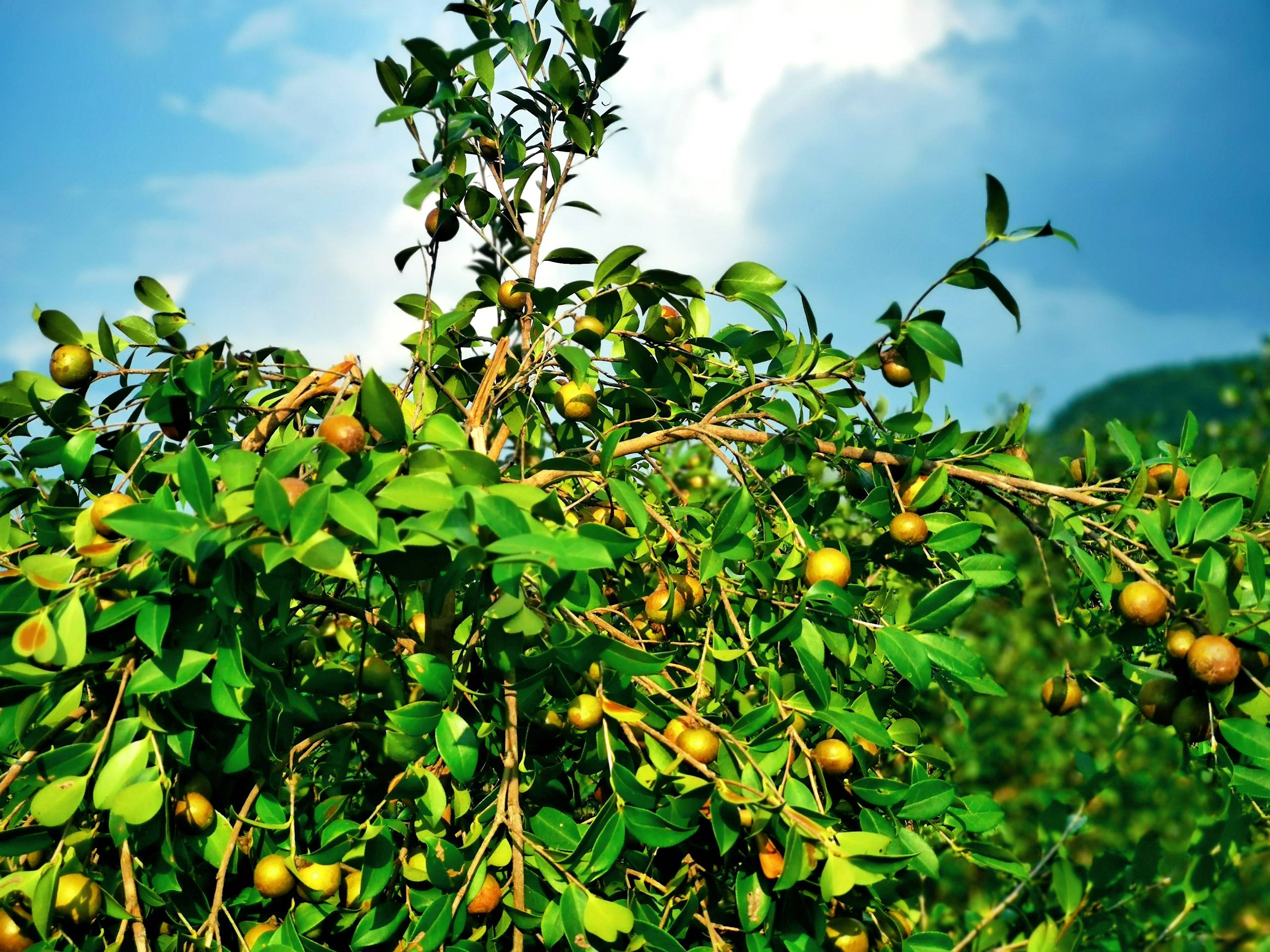 【喜迎党代会 奋进新征程】羊桥土家族乡:精耕脱贫攻