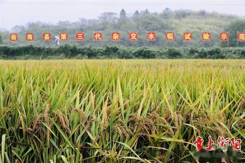 16039公斤杂交水稻双季年亩产再创世界纪录