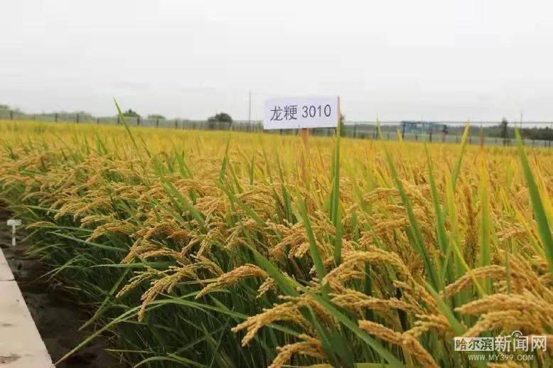 水稻品种龙粳3010图片