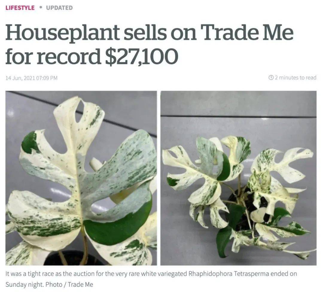 0335997cd37d415fa4590424b1425188.jpeg