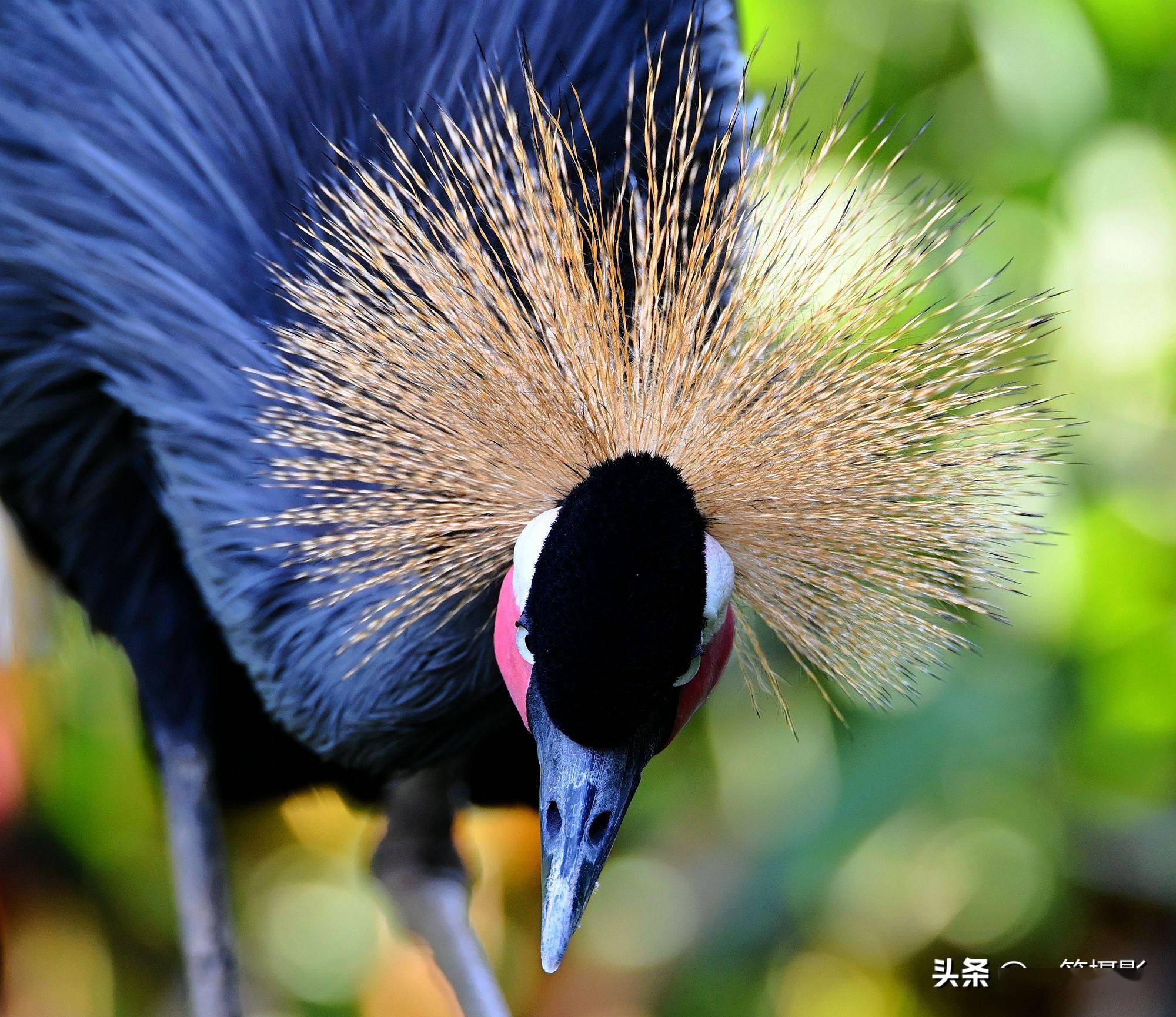 黑冠鹤全方位展示它的发型美