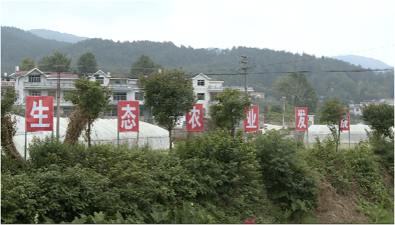 乡村振兴罗田县凤山镇上石源河村多种产业齐发力小康路上富万家