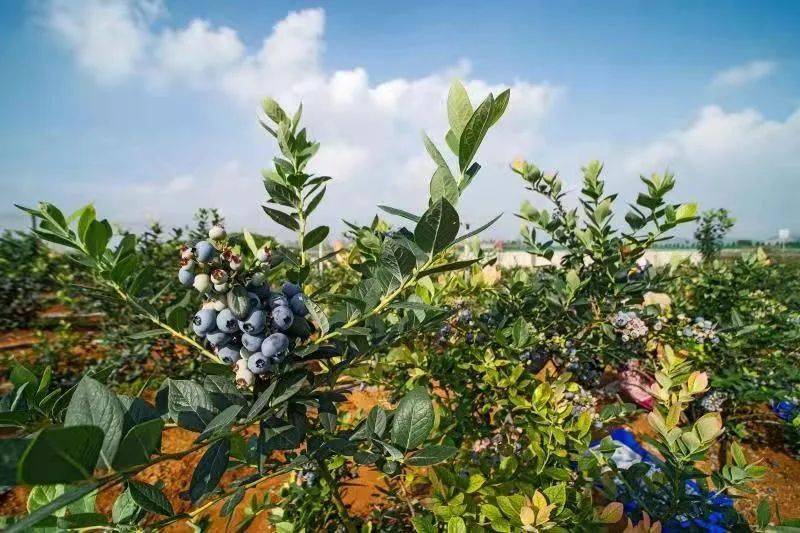 安庆怀宁发展蓝莓特色产业.