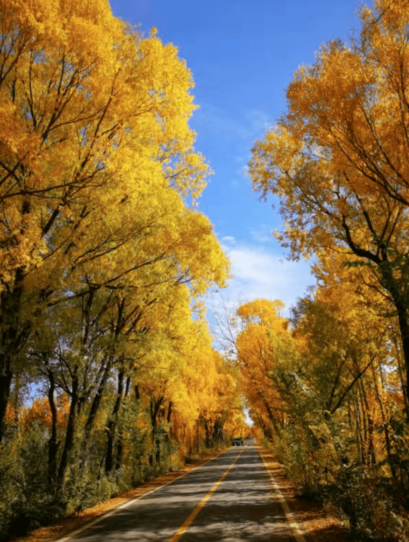 醉美小叶杨赏金季已启幕各大网红为大家前来探路