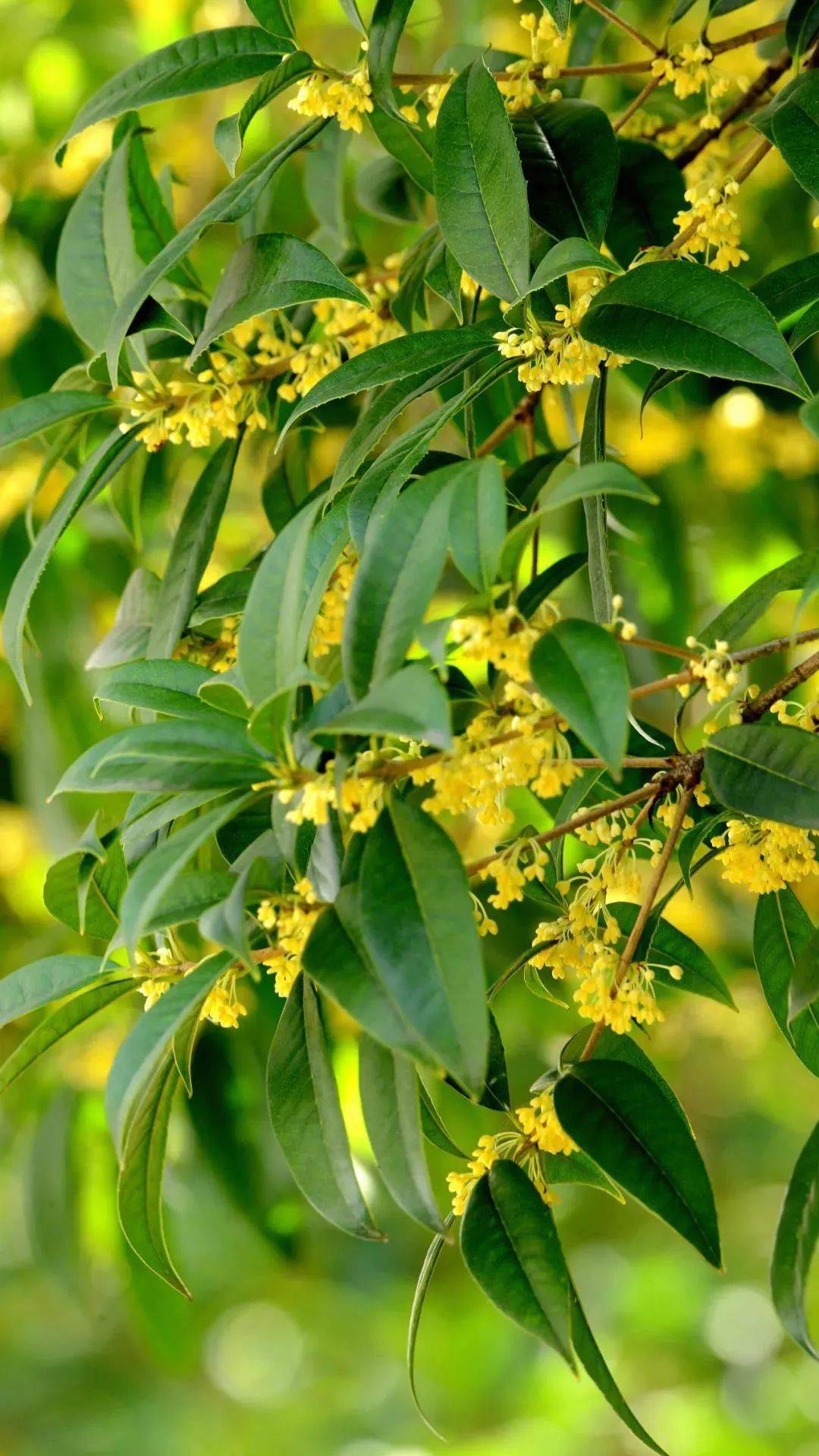 美在砀城 | 淡淡桂花香