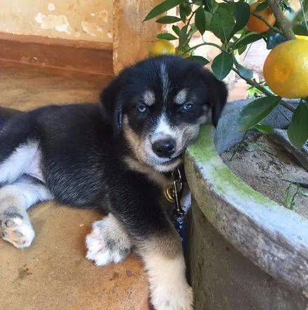 萌图网友带哈士奇到农村老家，没想到几个月后，居然收到它的私生子！