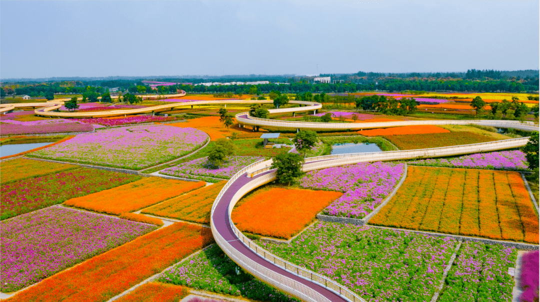 再不打卡就晚了宿迁的秋天就藏在这片花海里