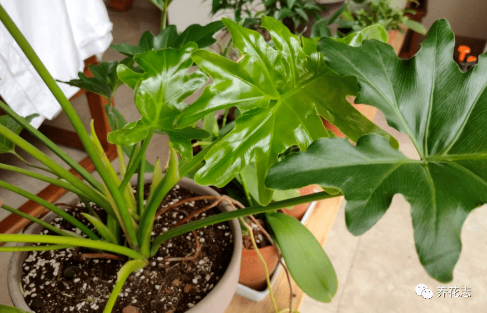 怎么养花土壤板结 8ff2d64558c345fa92495d336f42f0d7.png