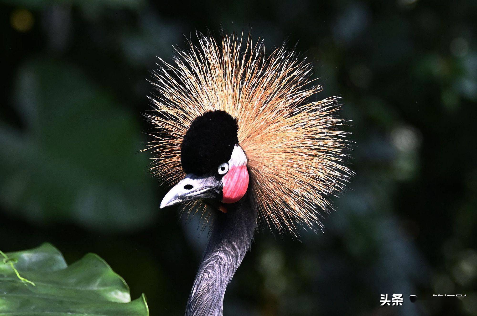 黑冠鹤全方位展示它的发型美