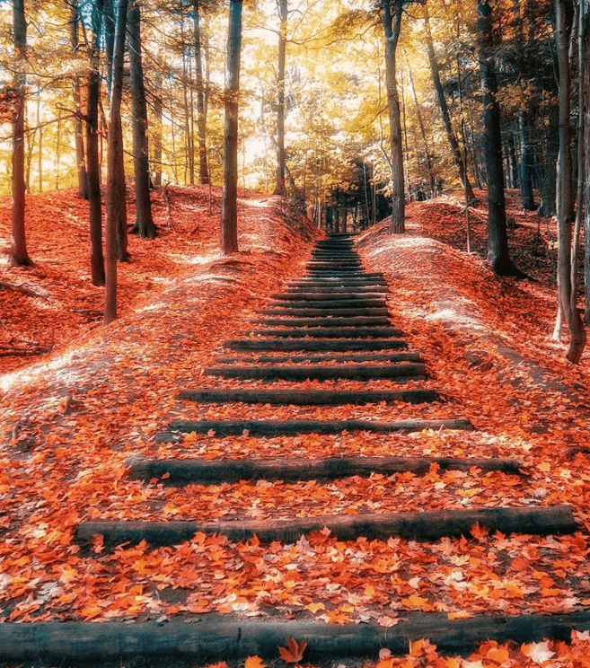 枫林小道图片