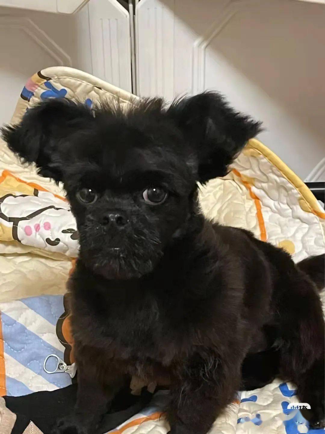 黑色泰迪上不了狗证网友一看笑喷这长得也太别致了