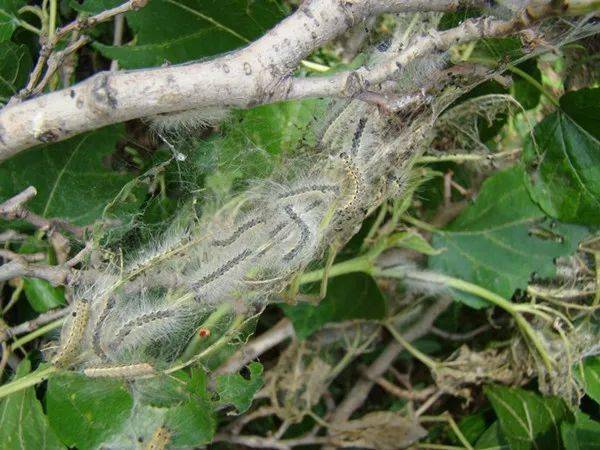 这个秋天碰到白色毛毛虫了吗?其实它们来自大洋彼岸.