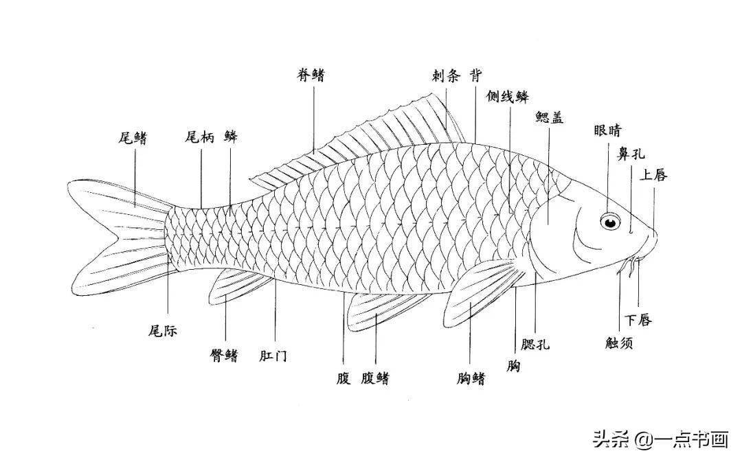 鱼的外表结构图图片
