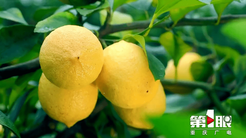 直播预告 | 10月21日 一起看潼南柠檬如何"c"位出道?