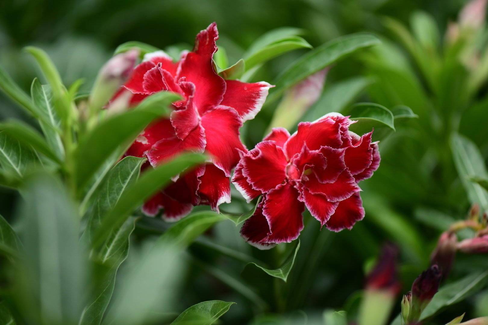 天凉了沙漠玫瑰要这样养才能顺利过冬鲜艳繁茂壮实