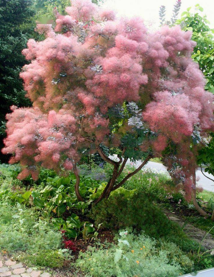 庭院种哪些植物?冬天来了更漂亮._开花