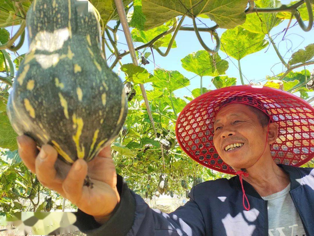 好品质！河源这些地区的蔬菜喜迎大丰收(图1)