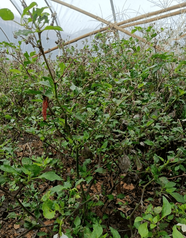 导致樟树港辣椒树大量死亡今年7,8,9月的连续反常高温公告显示樟树镇