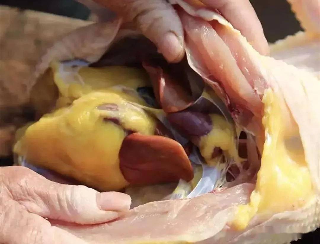 杀鸡时:发现鸡肚里有很大一块黄油,是扔掉还是吃掉?看完涨知识_肚子