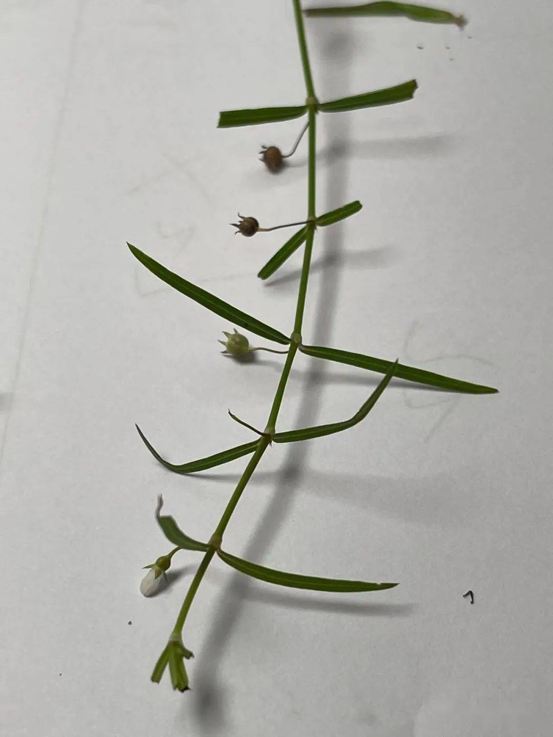 一枝花的,是白花蛇舌草一束花的,是水线草如果不是肿瘤方面的问题,我