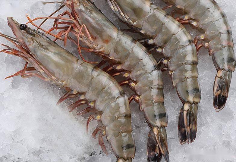 广西北海池塘养殖斑节王高产高效之实践