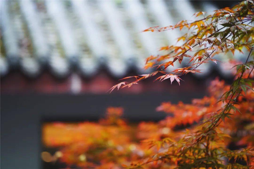 心旅禅行丨一草一木皆“秋色”，朝夕之间觅“禅意”
