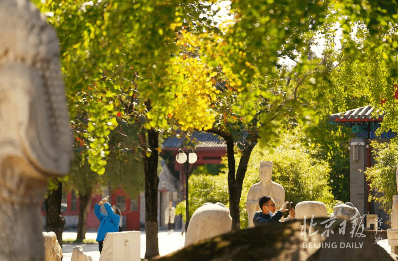 距今已有|美图｜银杏西风古碑幽，五塔矗立秋意浓