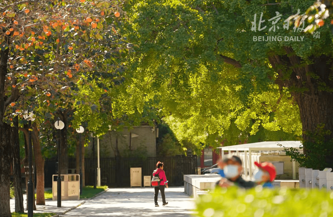 距今已有|美图｜银杏西风古碑幽，五塔矗立秋意浓