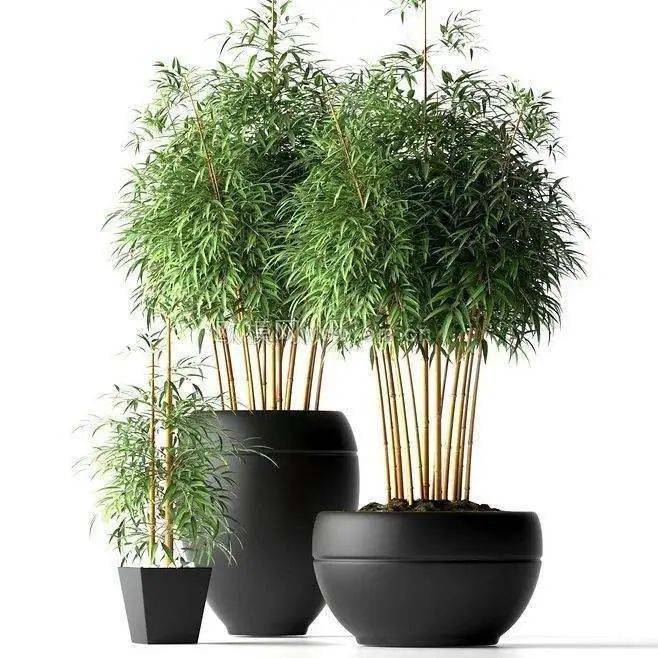 厉害了!教你怎么在家里养盆栽竹子