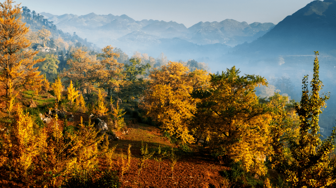 盘州古银杏风景区图片