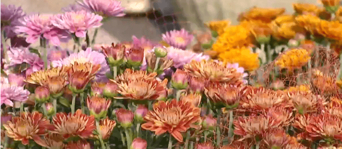 卖的俏 建桥集市上卖的这类东西受热捧 花卉 全网搜