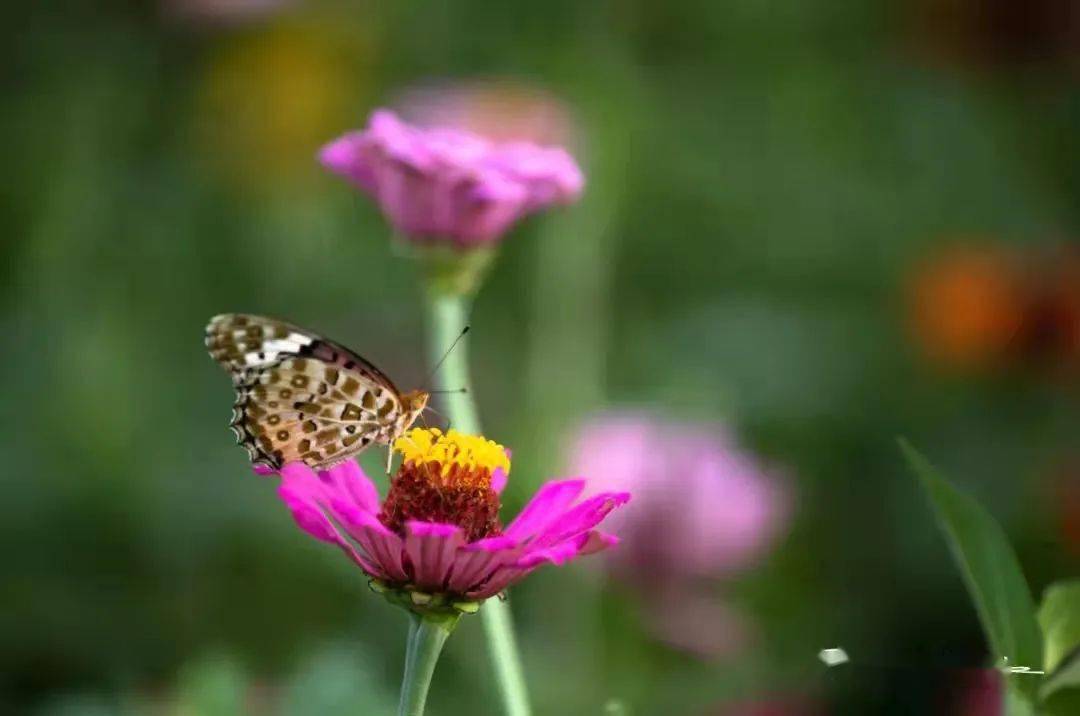 竹韵清音 格律诗词 199 刘晓新