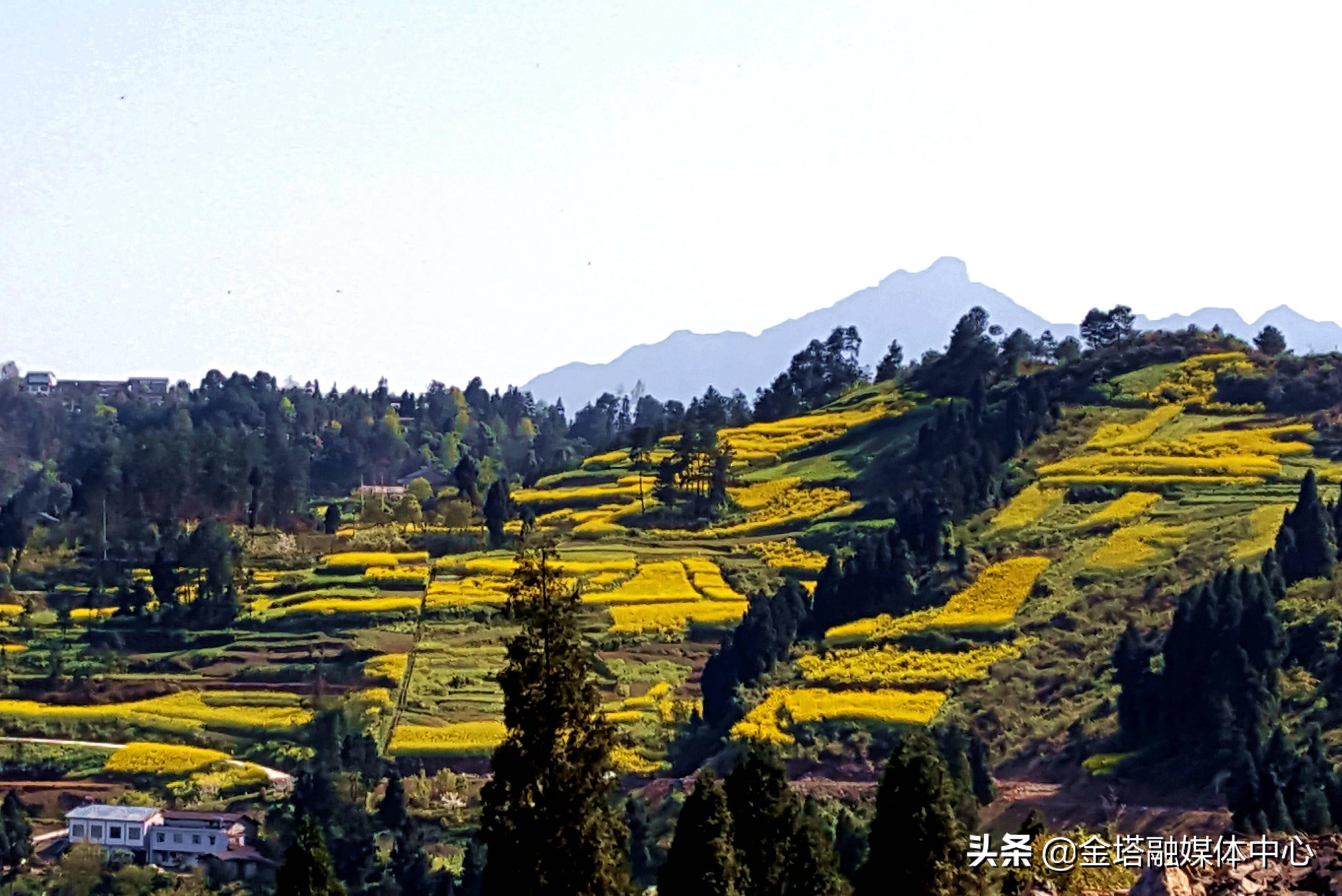 重庆油菜花基地图片