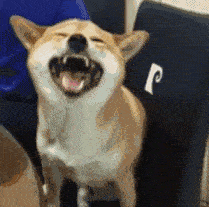 疫苗|冷空气持续“卸货”，广东进入流感高发期！这个“苗”别忘了→