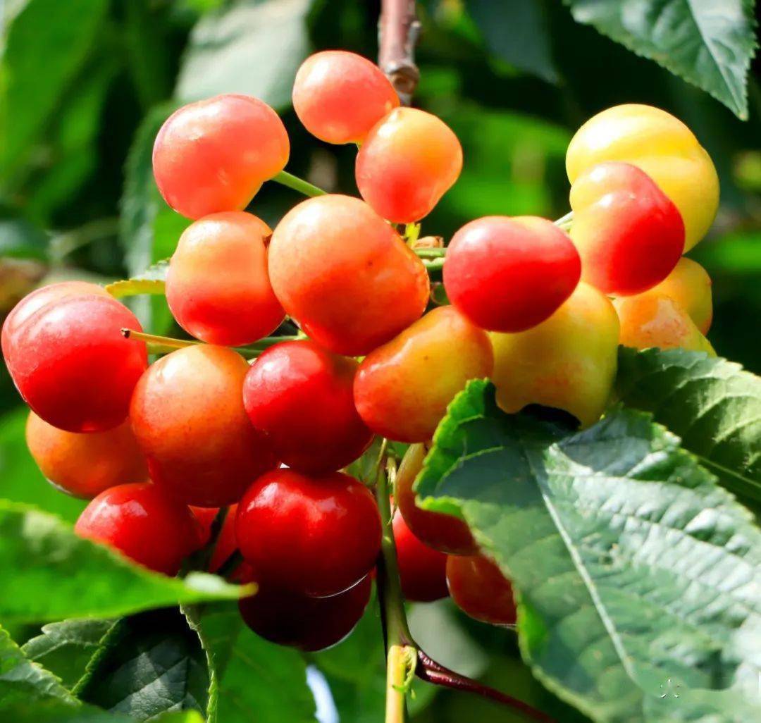 临朐山旺镇的樱桃(图片来源:大美临朐)