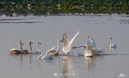 向阳|平陆黄河湿地迎来首批越冬白天鹅