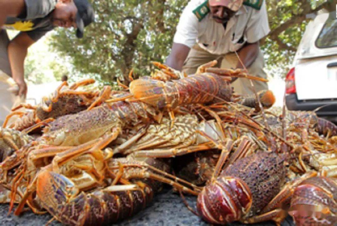 南非龙虾数量大幅减少最新公布的捕捞配额不到三年前一半