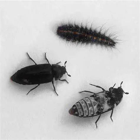 白腹皮蠹/dermestes maculatus形态:体长5.