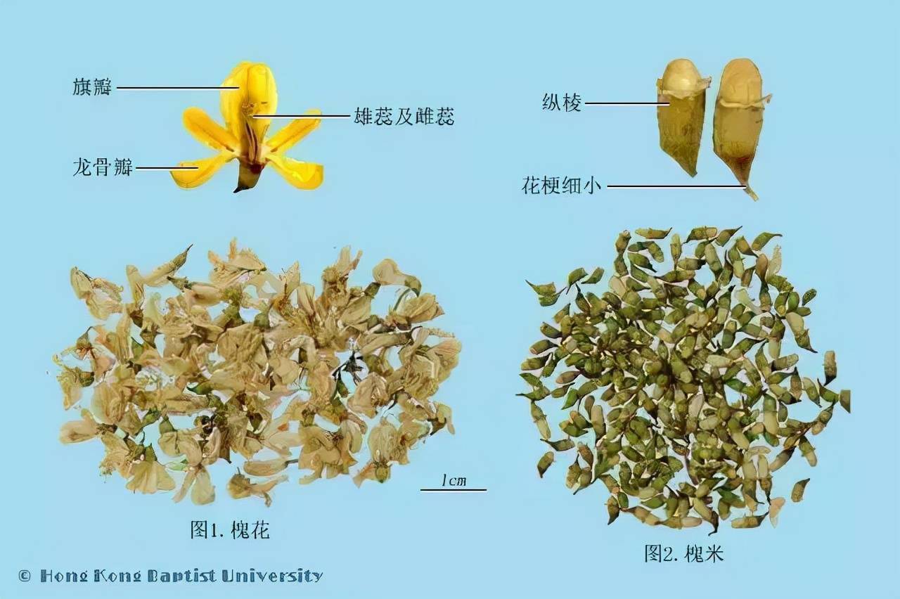 每天學習一味中藥——槐花_槐米