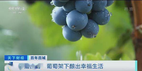 葡萄酒产业综合产值达150亿！新疆昌吉葡萄架下酿出幸福生活